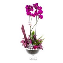 Pink Orchid Garden Lovers