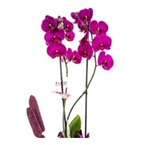 Pink Orchid Garden Lovers