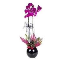 Princess Pink Orchid