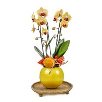 Deluxe Yellow Curly Orchid