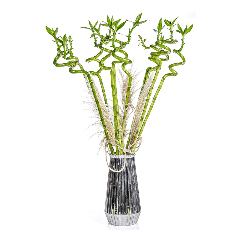 Lucky Bamboo