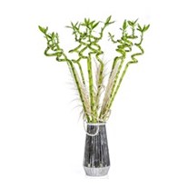 Lucky Bamboo