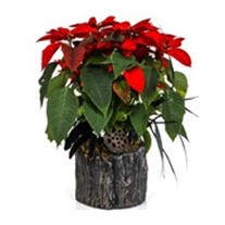 Nelumbo Of Poinsettia