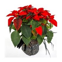 Nelumbo Of Poinsettia