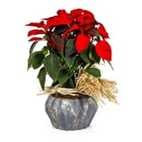 Spike Flower Poinsettia
