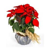 Spike Flower Poinsettia
