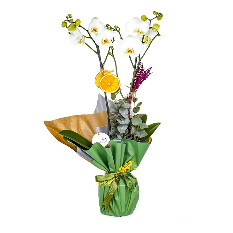 For You Best Orkide