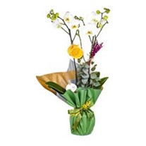 For You Best Orkide