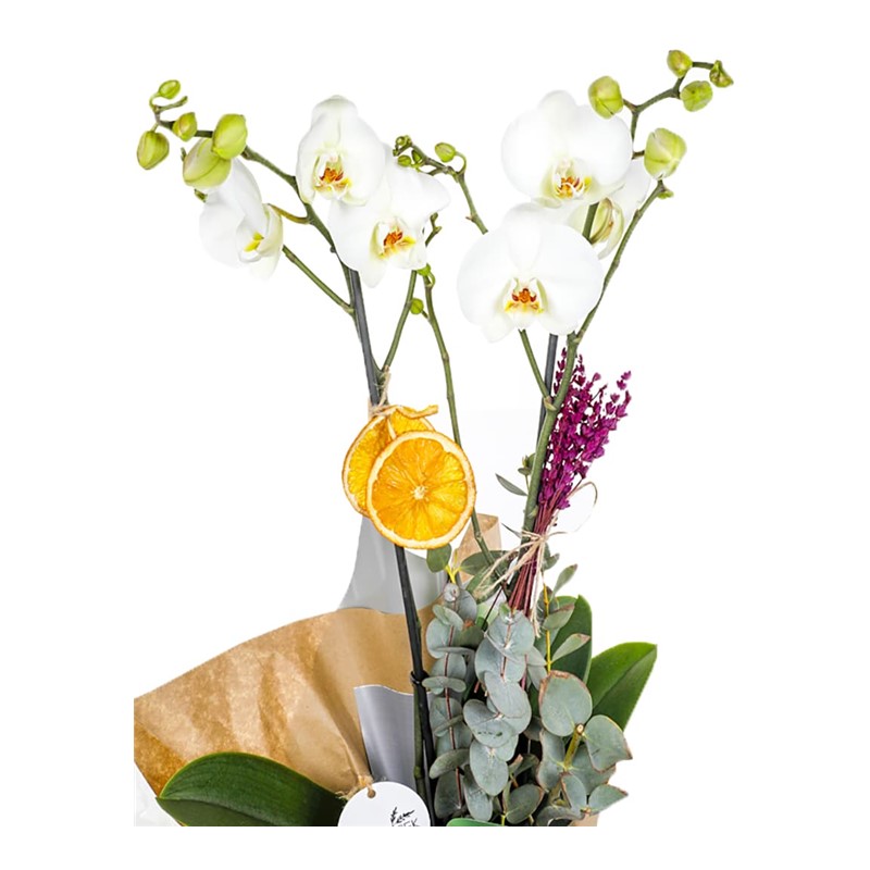 For You Best Orkide