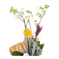 For You Best Orkide