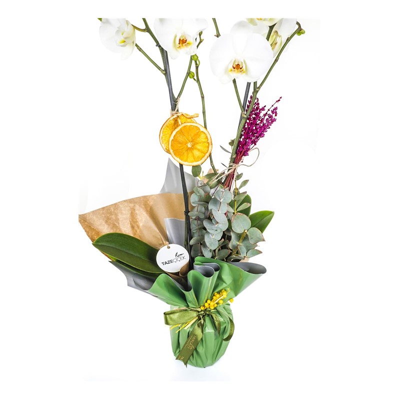 For You Best Orkide