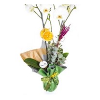 For You Best Orkide