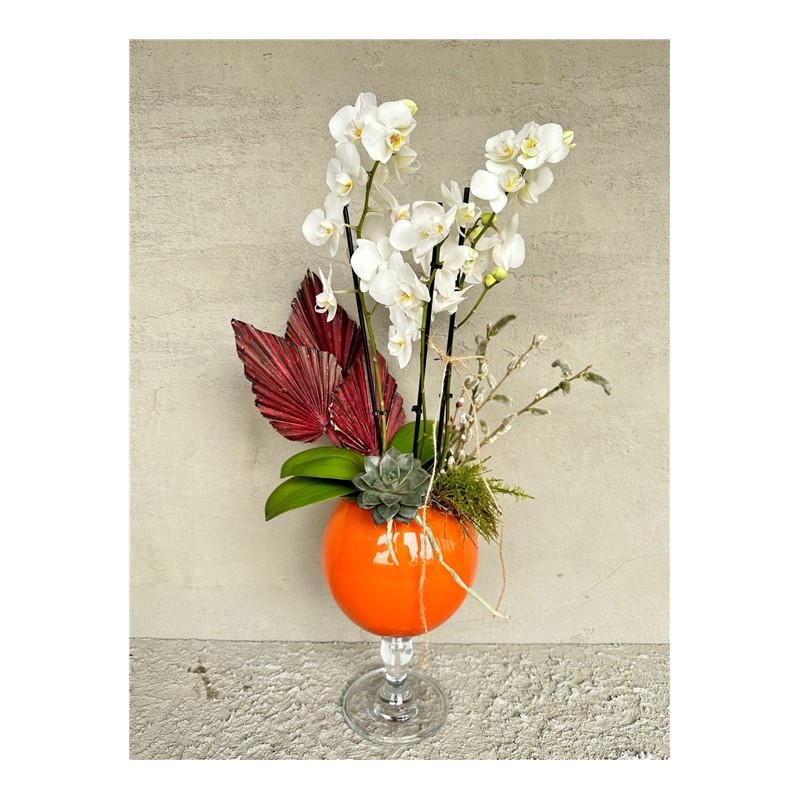 Show Of White Orchid