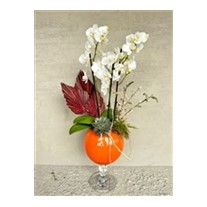 Show Of White Orchid