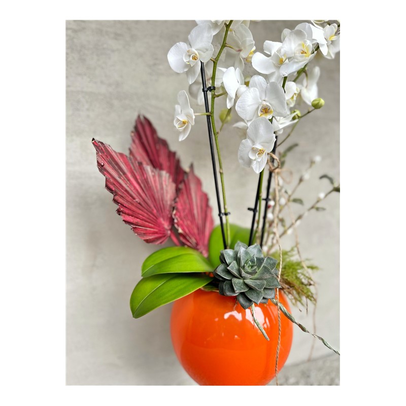 Show Of White Orchid
