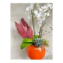 Show Of White Orchid