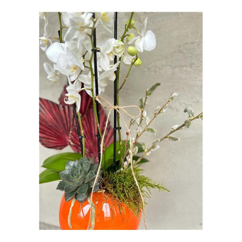 Show Of White Orchid
