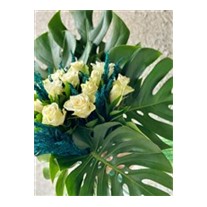 Monstera Of White Rose