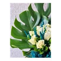 Monstera Of White Rose