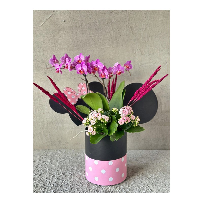 Mickeys Pink Orchid
