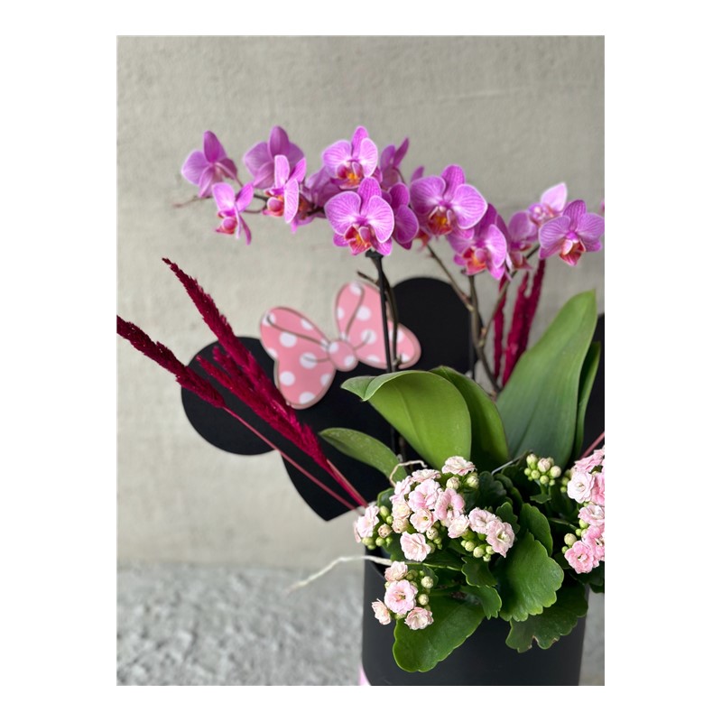 Mickeys Pink Orchid