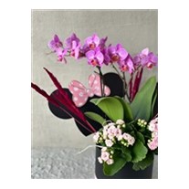 Mickeys Pink Orchid
