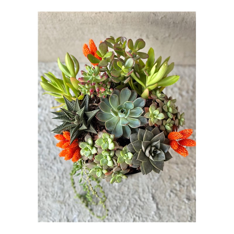 Mixed Bowl Sucullent