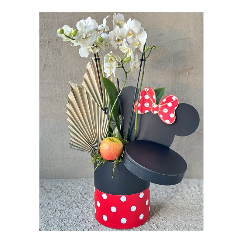 Mickeys White Orchid