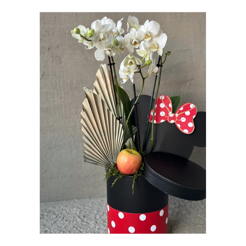 Mickeys White Orchid