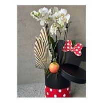 Mickeys White Orchid