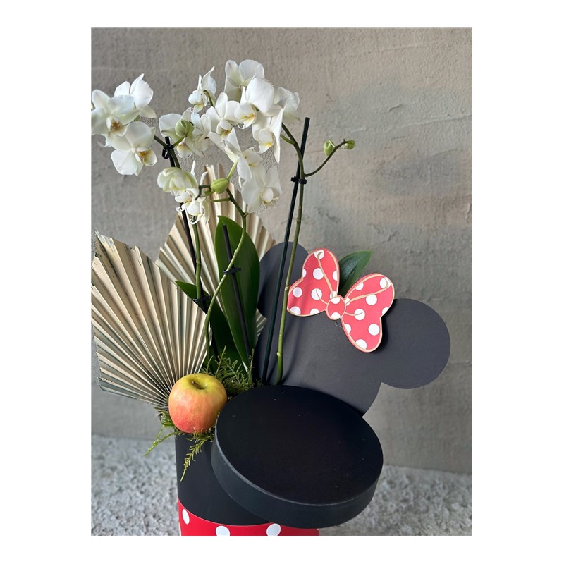 Mickeys White Orchid