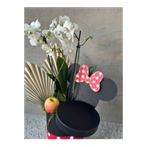 Mickeys White Orchid