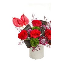 Anthurium Love