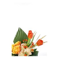 Orange Tulip Mood