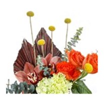 Brown Love Orchid