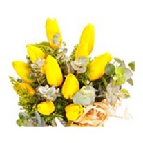 Basic Yellow Laleler