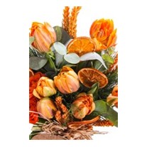 Sweet Orange Laleler