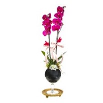 Pink Orchid Black Vase