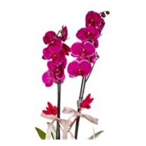 Pink Orchid Black Vase