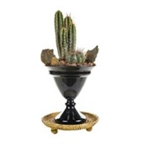 Cactus Of The Desert
