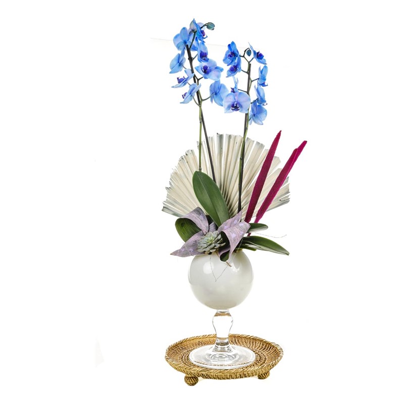 Sky Blue Orchid