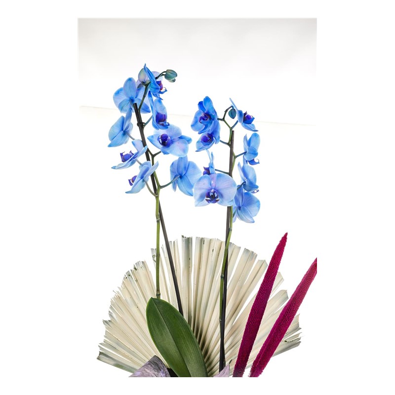 Sky Blue Orchid