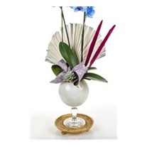 Sky Blue Orchid
