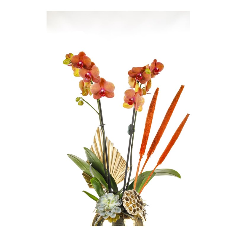 Golden Orchid Mood