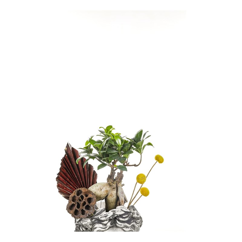Bonsai In Helen