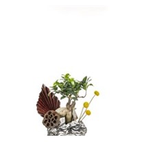 Bonsai In Helen