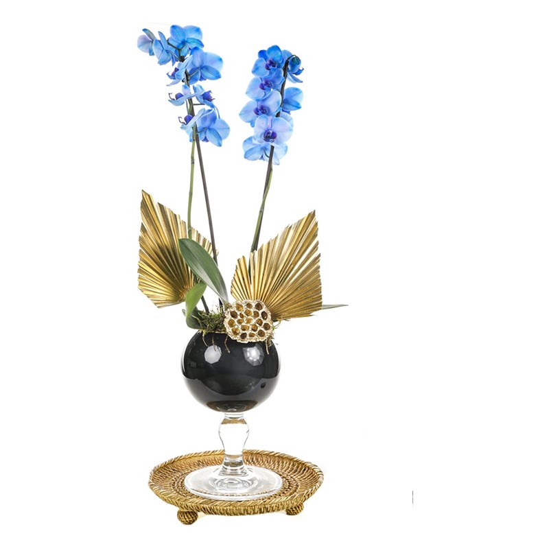 Gold Piece Mavi Orkide