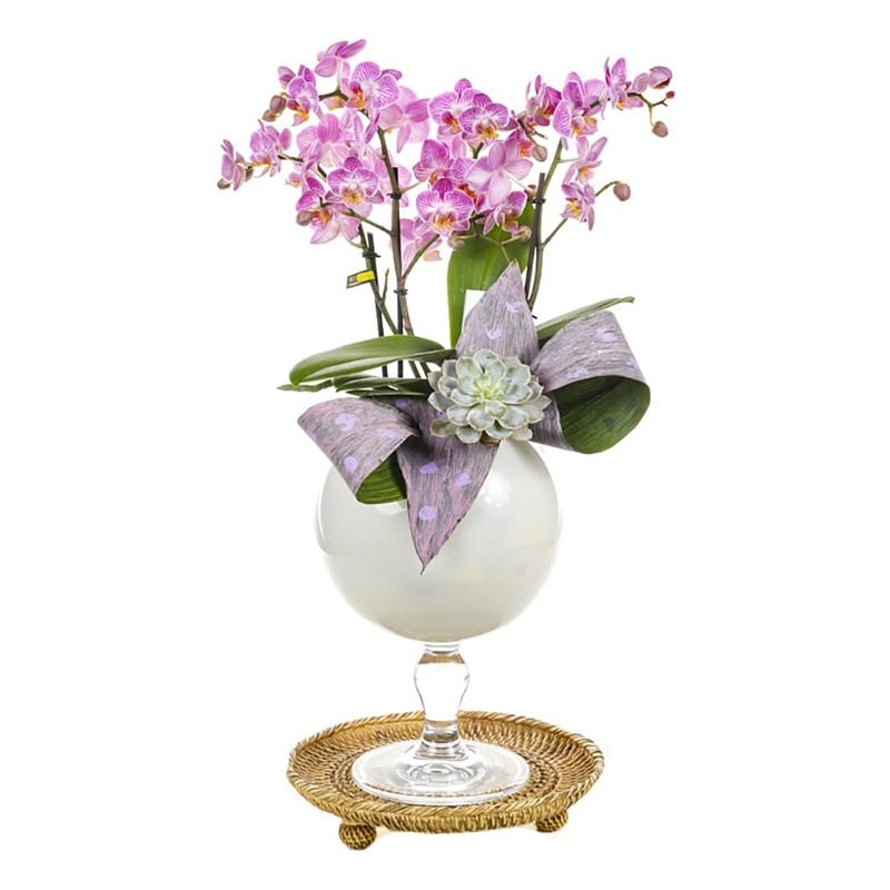 Pink Dotted Orchid