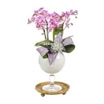 Pink Dotted Orchid