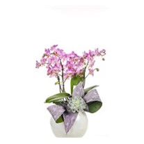 Pink Dotted Orchid